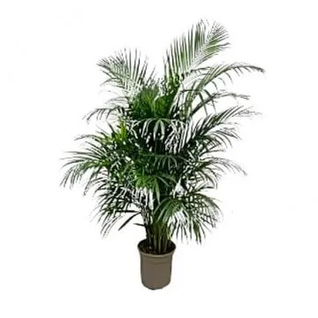 Arecapalm