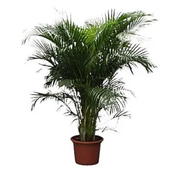 Arecapalm XXL