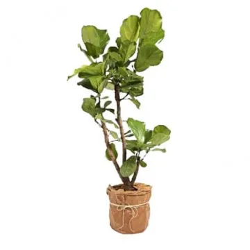 Fikus Lyrata grenad XL