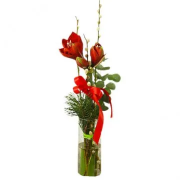 Julnivåbukett röd amaryllis