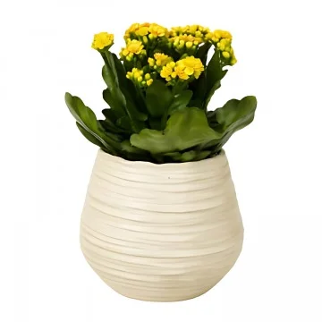 En gul kalanchoe i passande vit kruka.