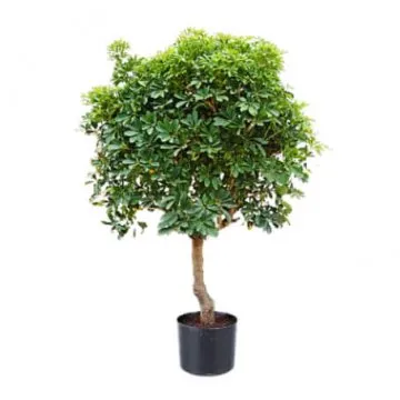 Schefflera på stam
