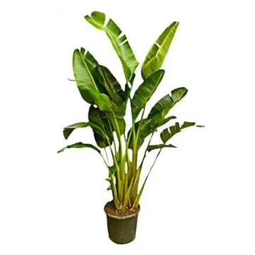 Strelitzia Augusta