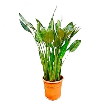 Strelitzia Reginae