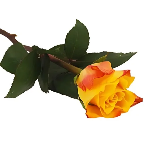 Handblomma - Orange ros