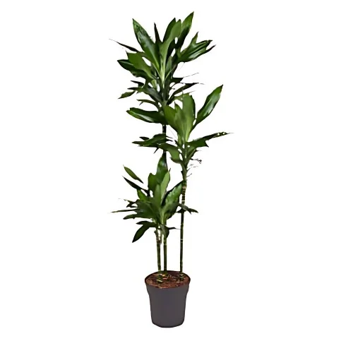 En Dracena Janet Lind.