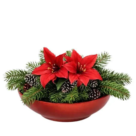 Julgrupp röd amaryllis
