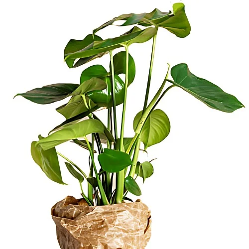 En Monstera.