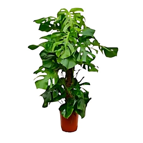 En Monstera XL.