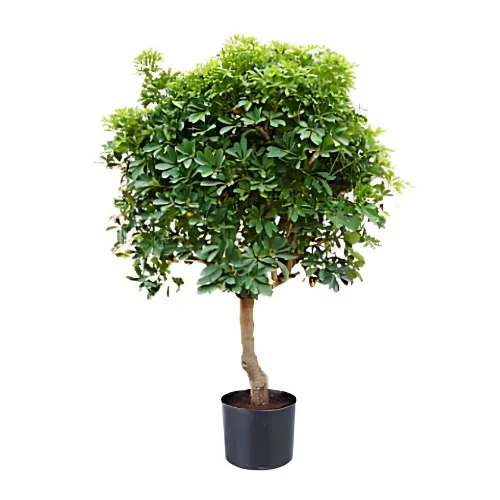 En Schefflera på stam.