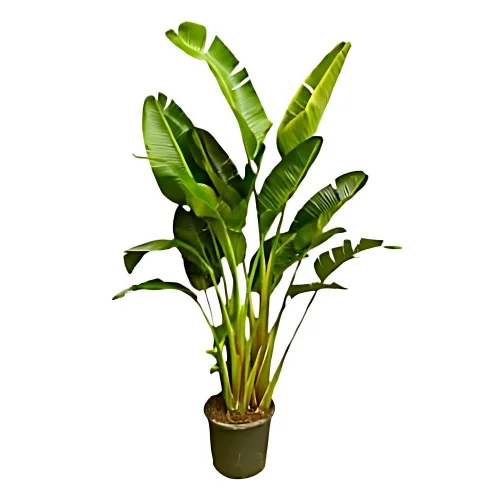 En Strelitzia Augusta.