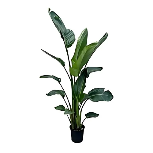 En Strelitzia Nicolai.
