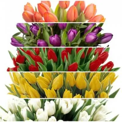Tulpaner - 10 pack