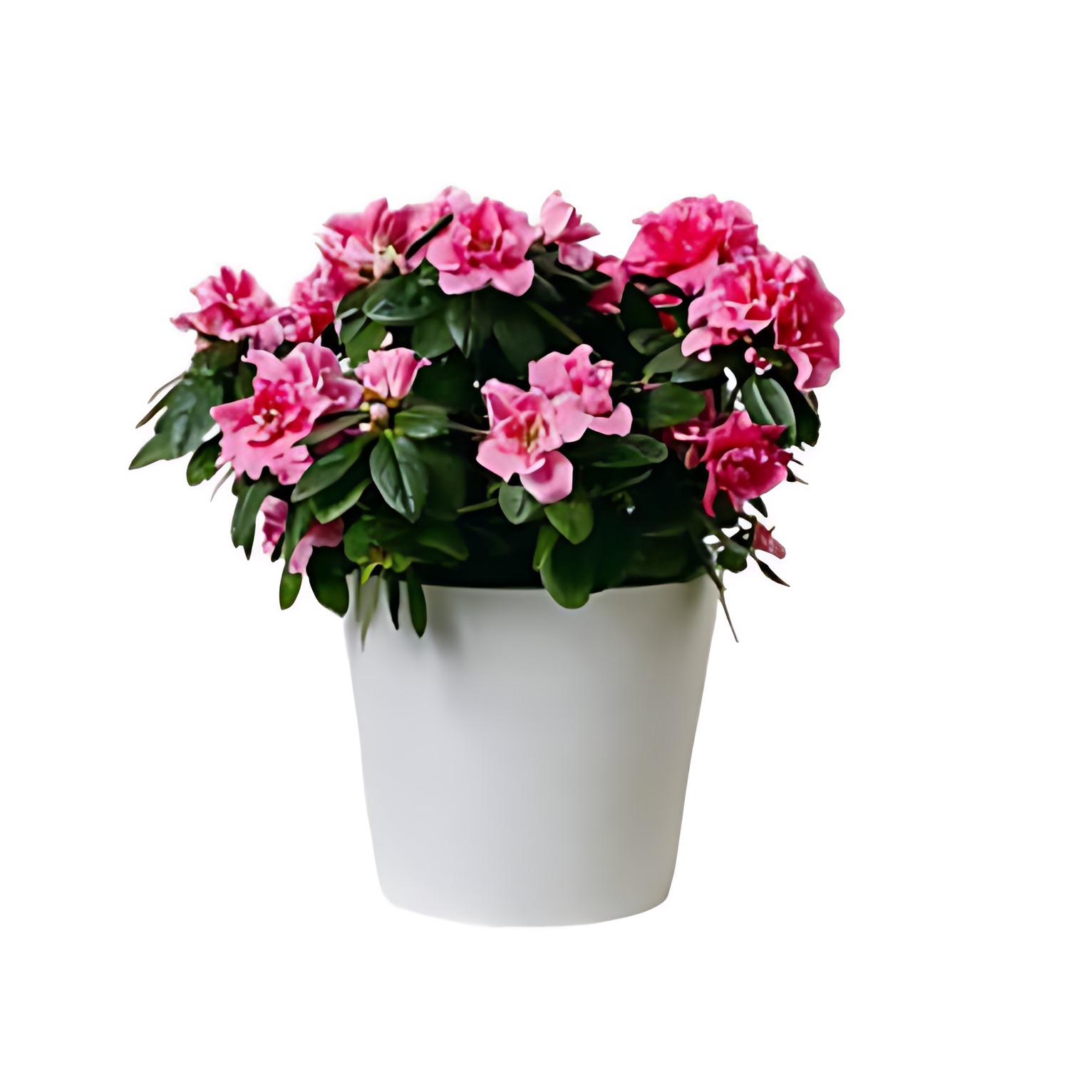 Azalea i vit kruka