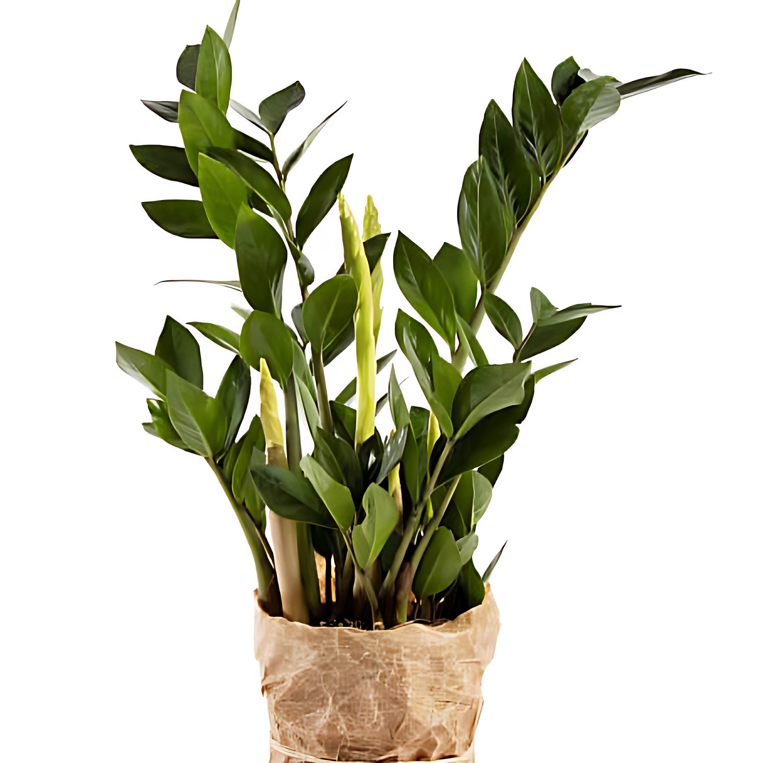 Garderobsblomma