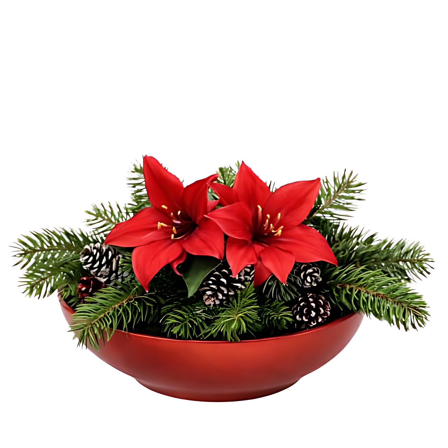 Julgrupp röd amaryllis