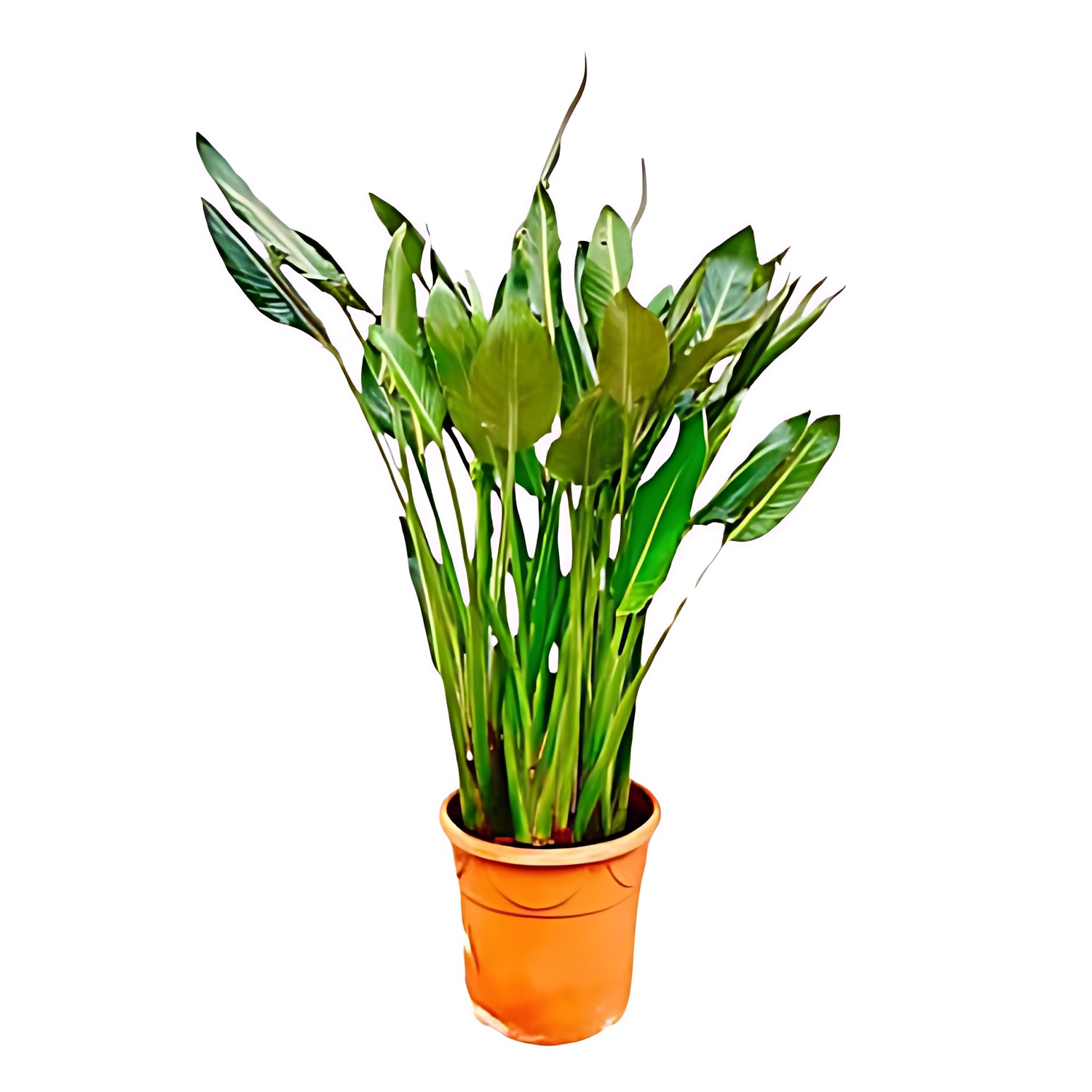 Strelitzia Reginae