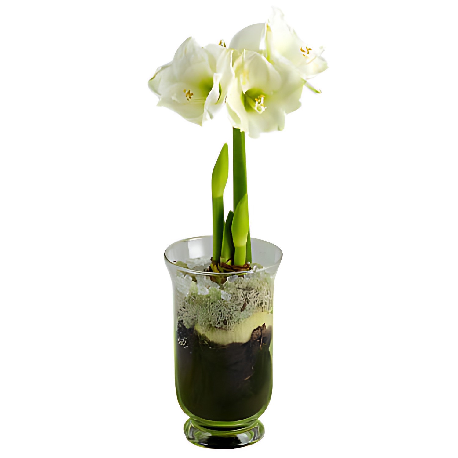 Vit amaryllis i hög glasvas